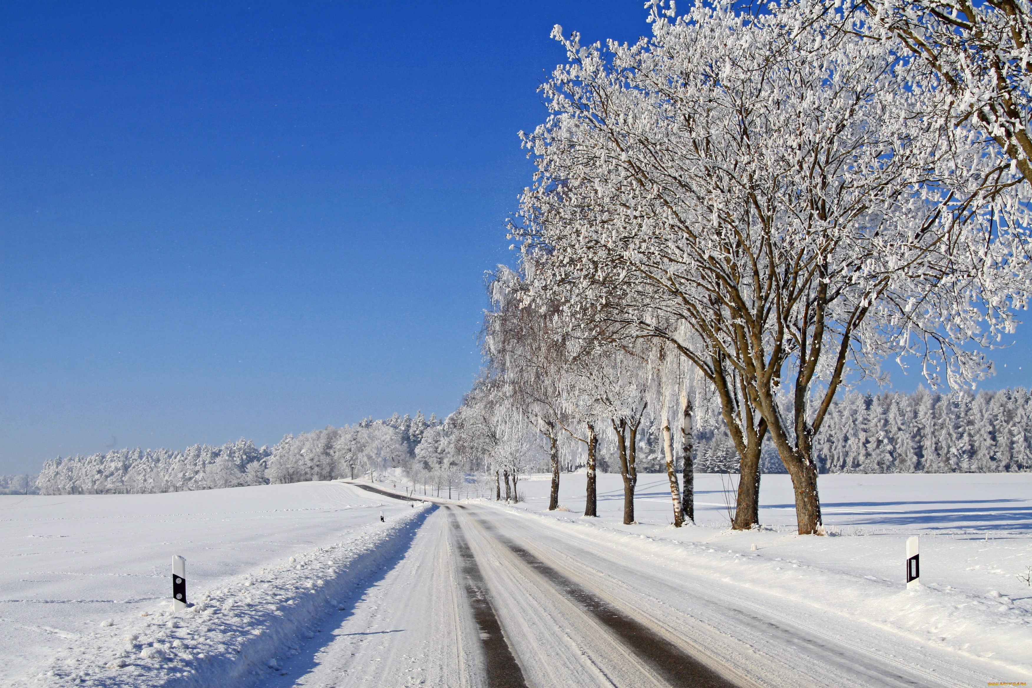 Дорога и деревья в снегу