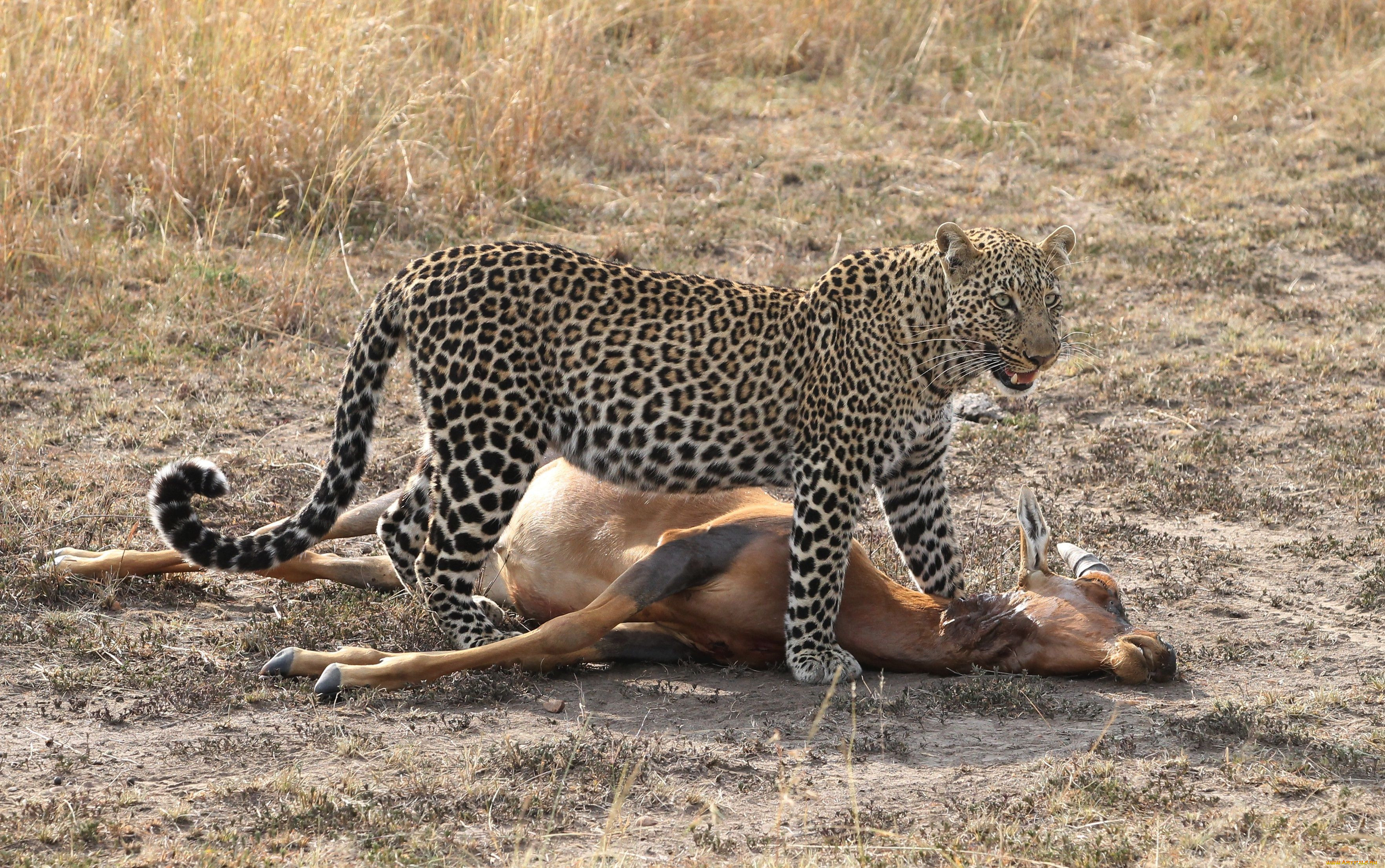 Размножение хищников. Переднеазиатский леопард охотится. Леопард охотится на антилопу. Леопард на охоте. Леопард напал на антилопу.