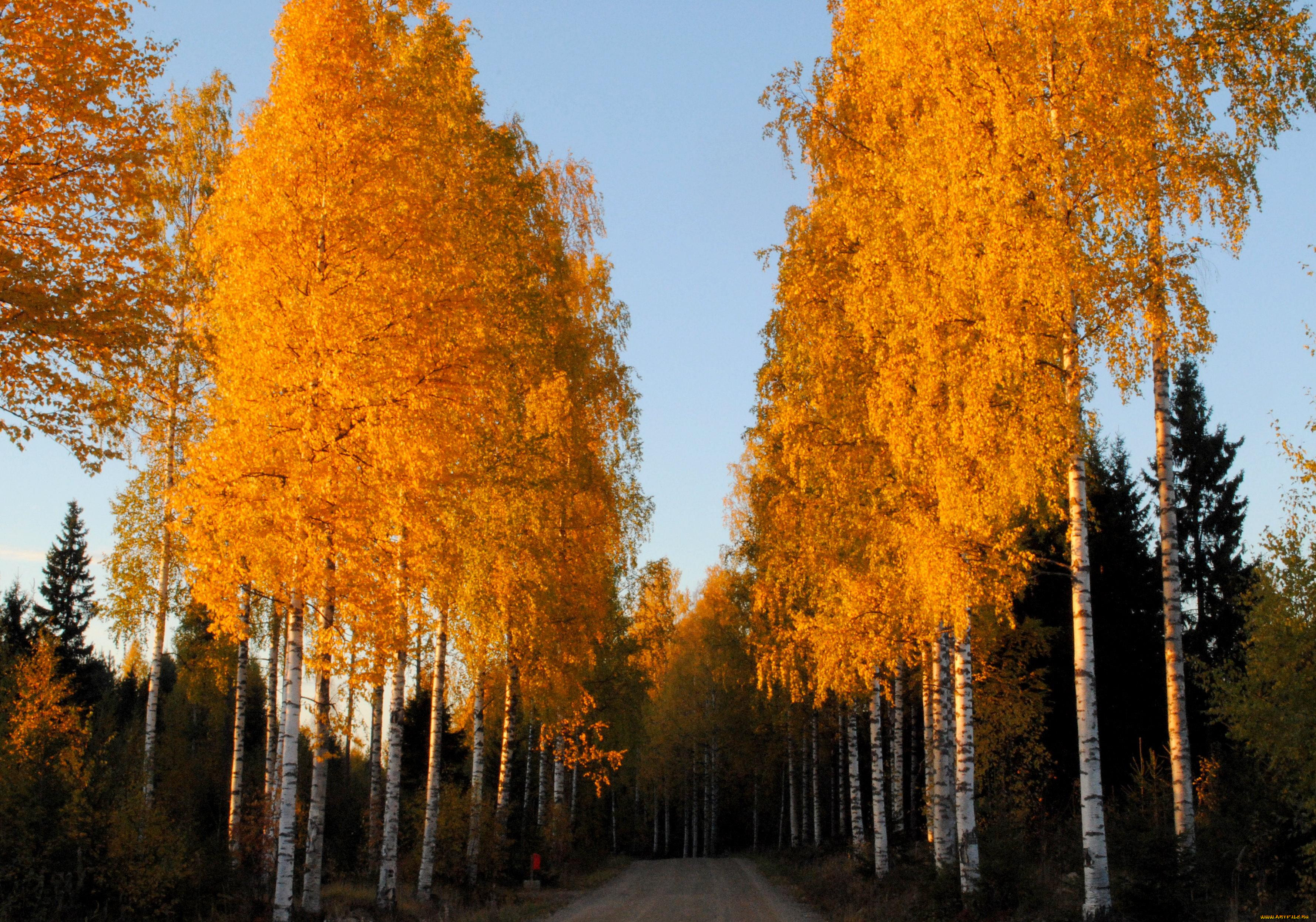 Береза Осенью Фото Дерева И Листьев