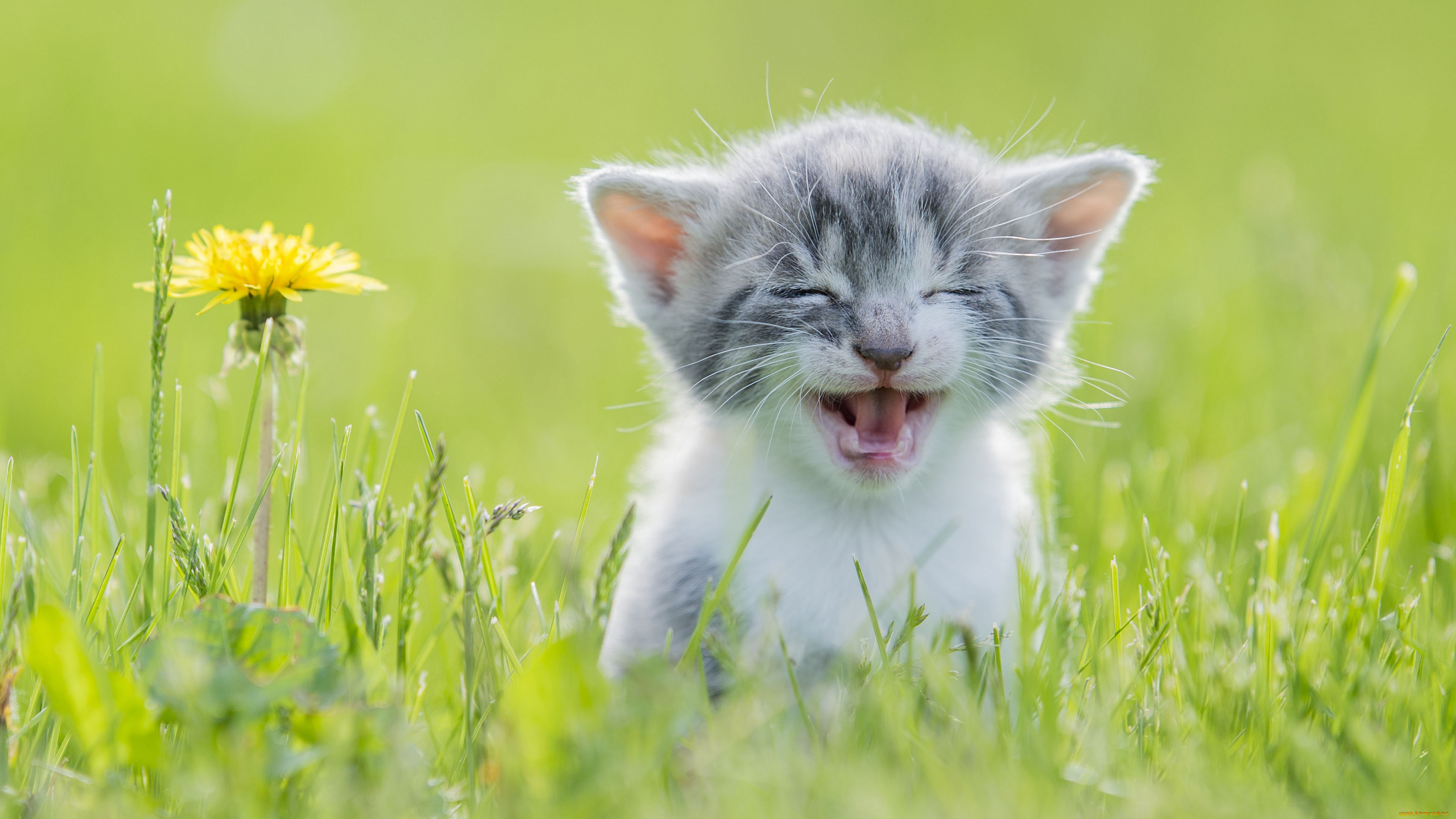Котенок В Траве Фото