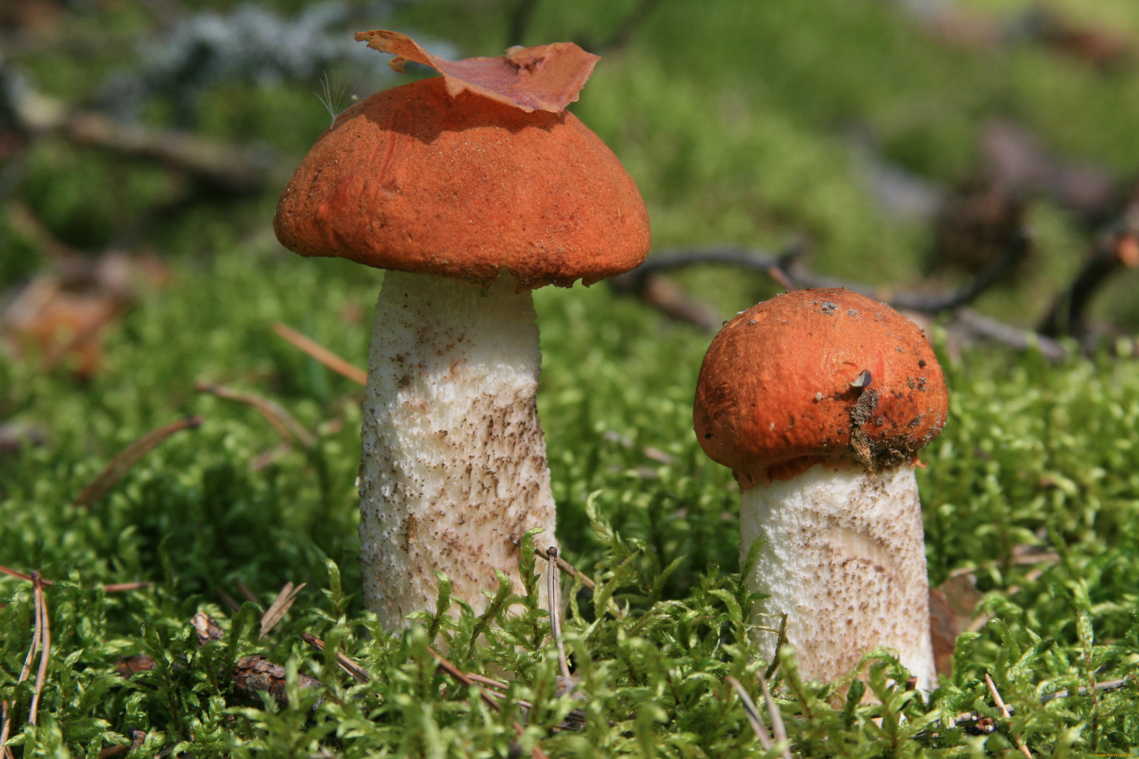 Почему мужской член имеет форму гриба: ученые назвали неожиданный ответ