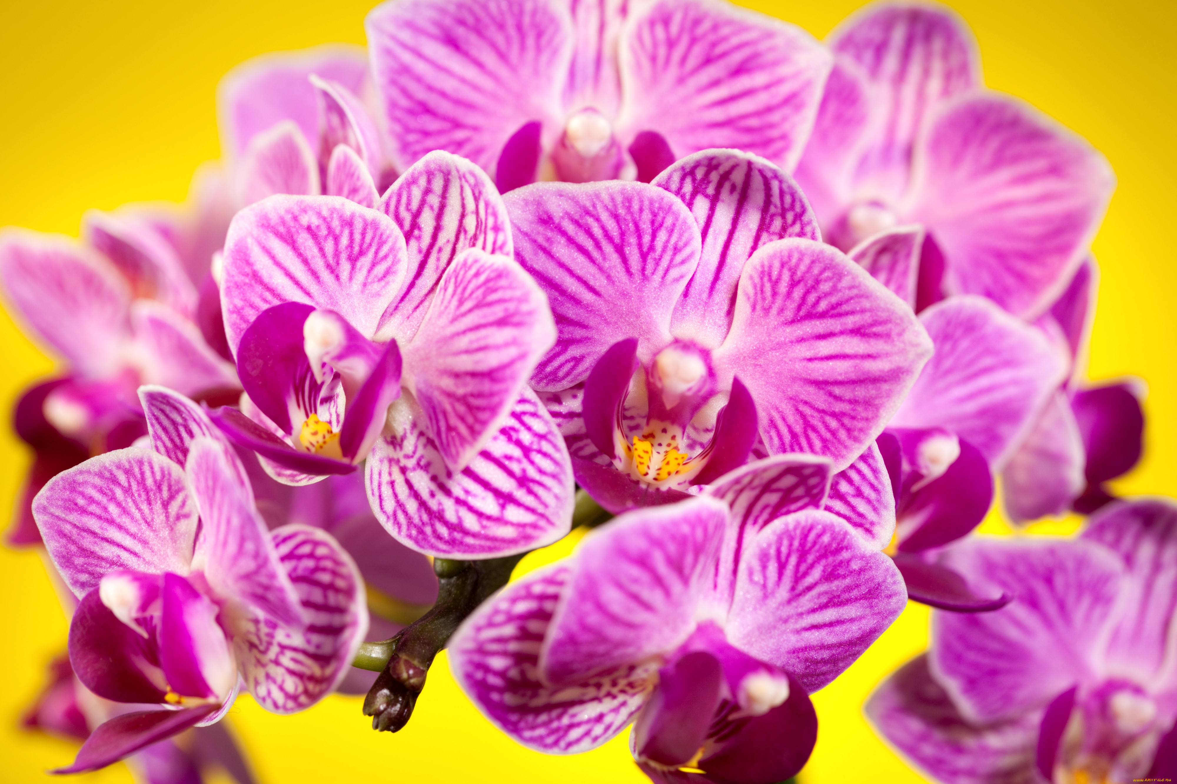 Скачать Красивые Фото Орхидей