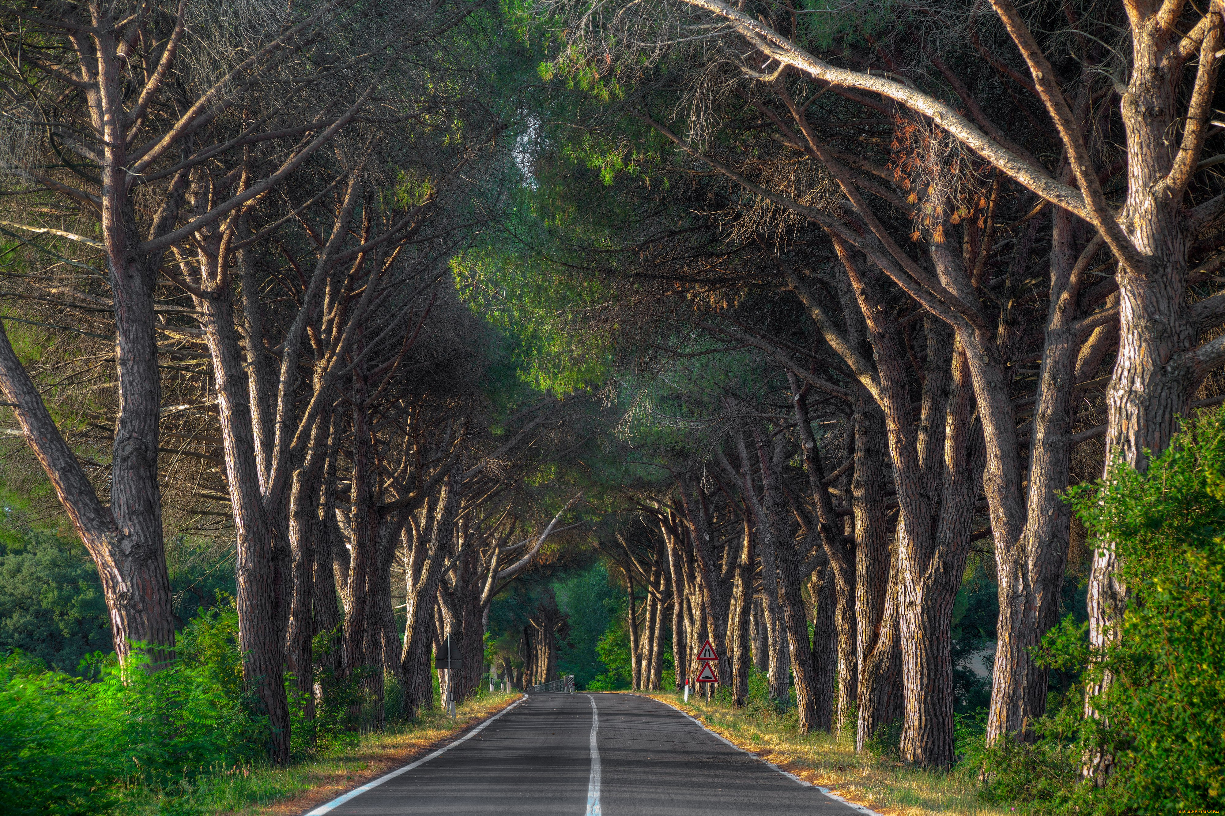 Дорога между деревьями