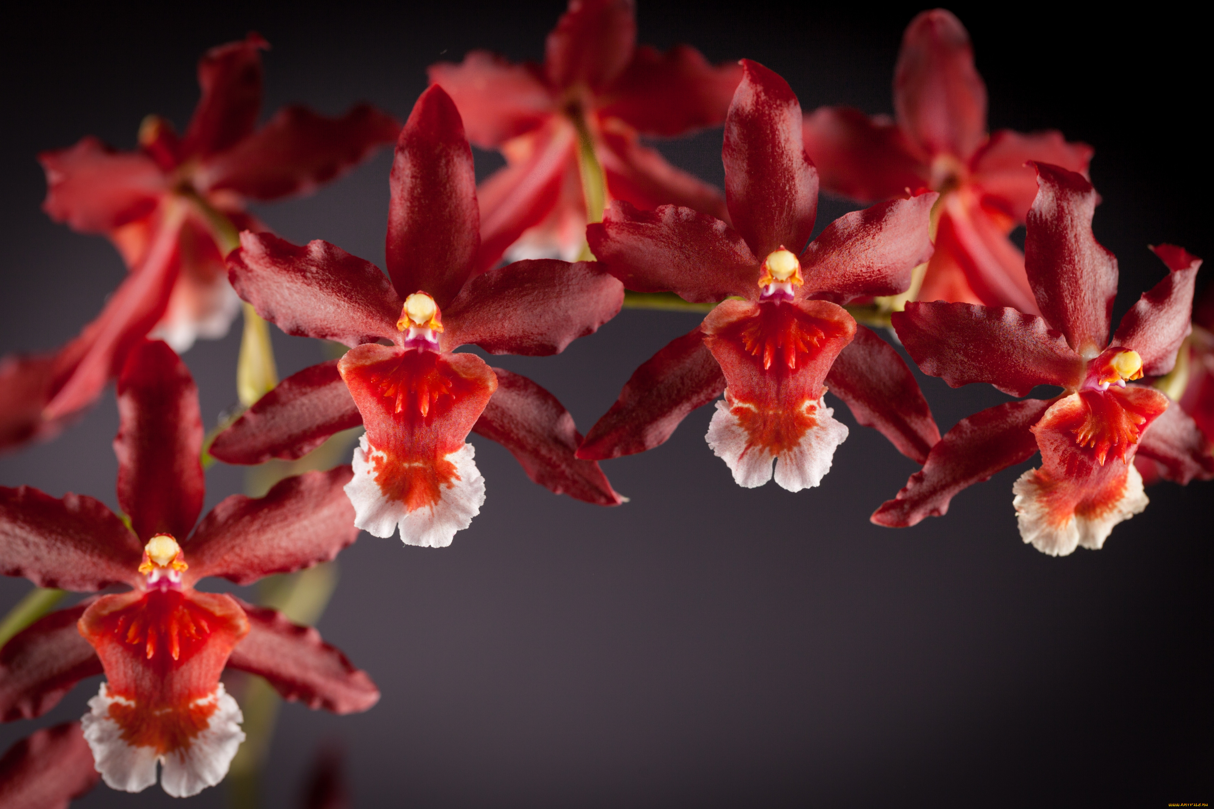 Красная Орхидея