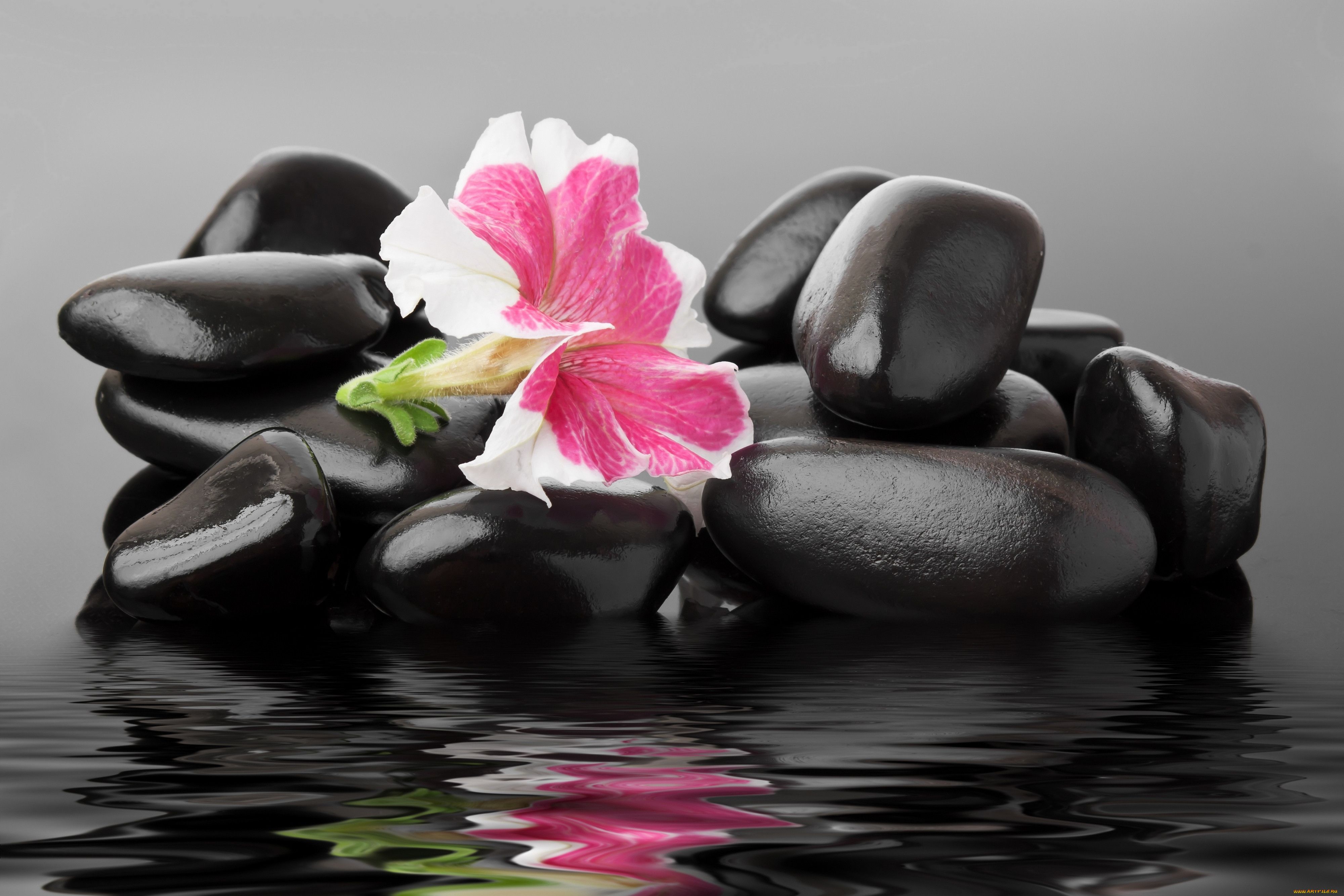 Черный камень черной воде. Орхидея камни вода. Цветы на камнях. Спа камни вода. Черные камни в воде.