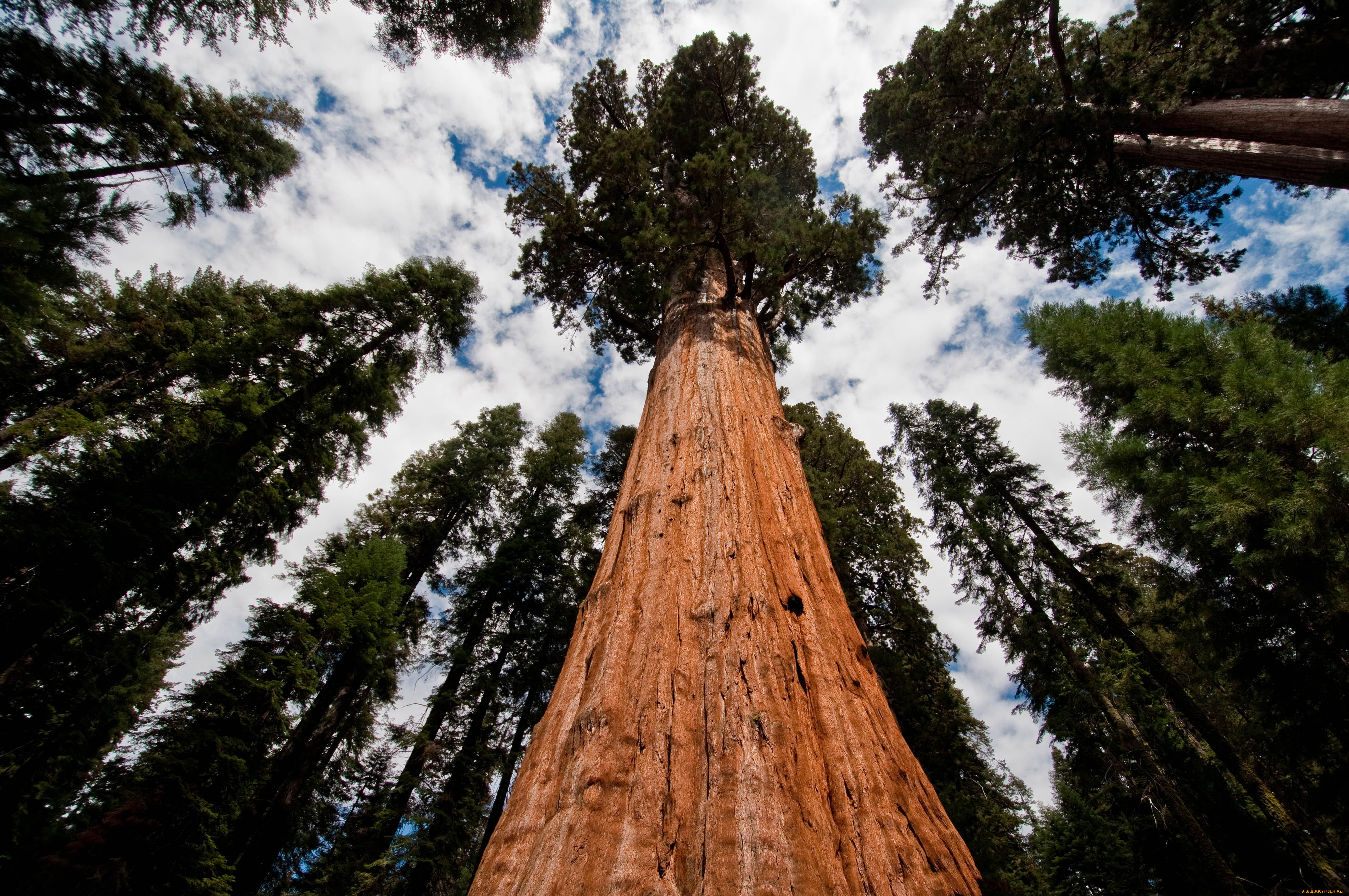 Самые большие дерево фото. Калифорнийская Секвойя Гиперион. Секвойя дерево. Дерево Гиперион Редвуд. Секвойя дерево гигант.