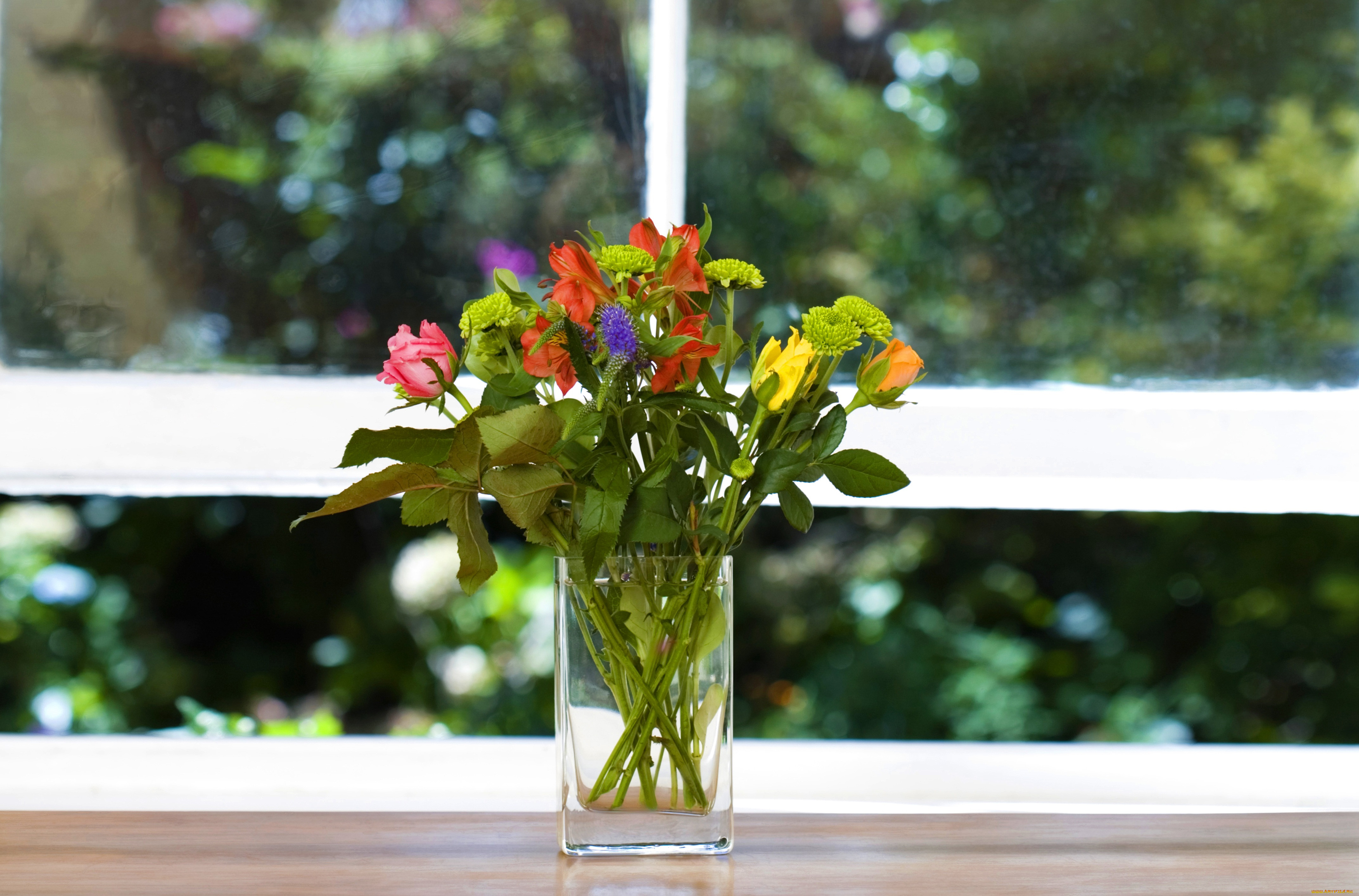 Подарить цветы в окно. Мимулюс цветок. Цветы на окне. Подоконник с цветами. Весенние цветы на окне.