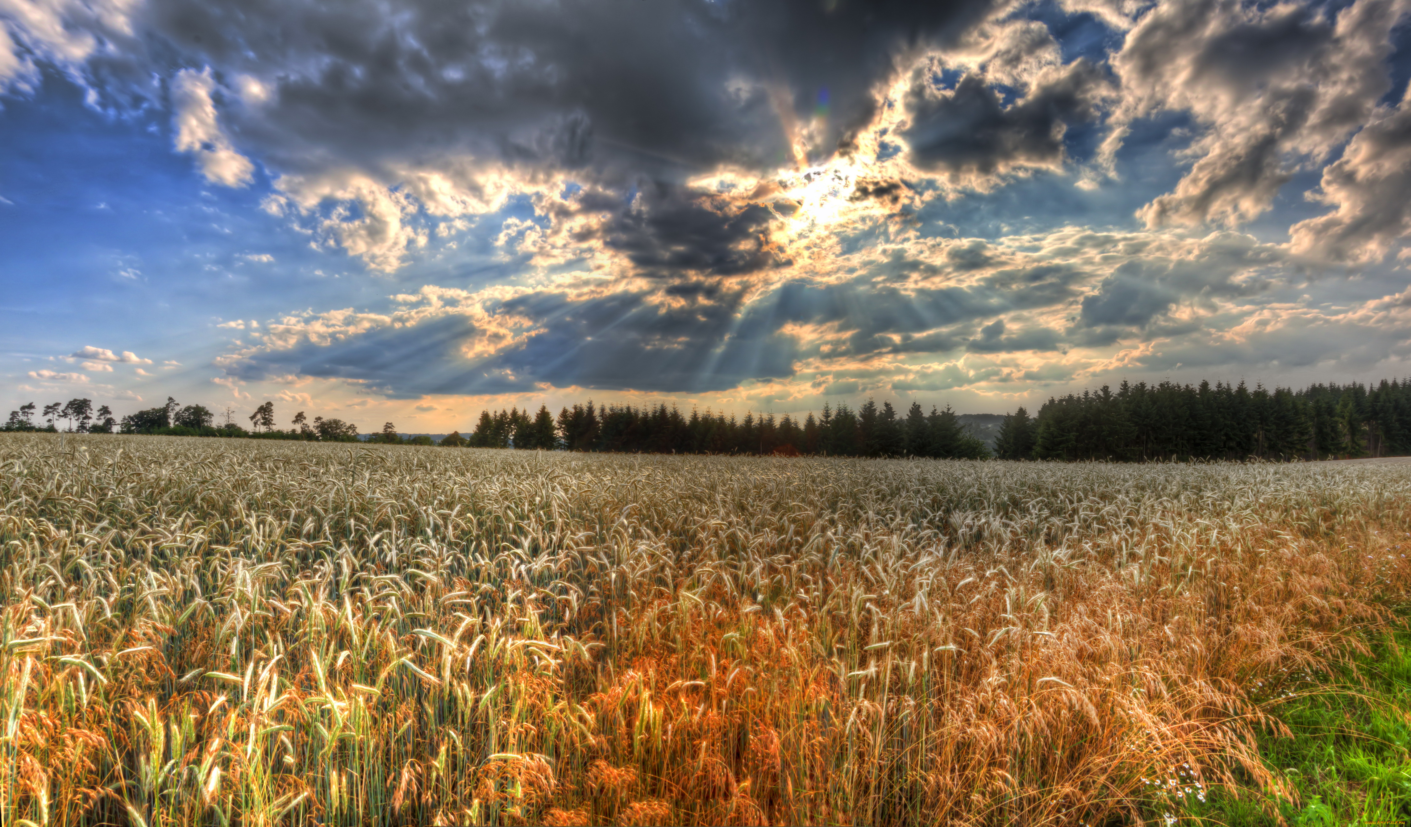 Русское поле фото пейзажи