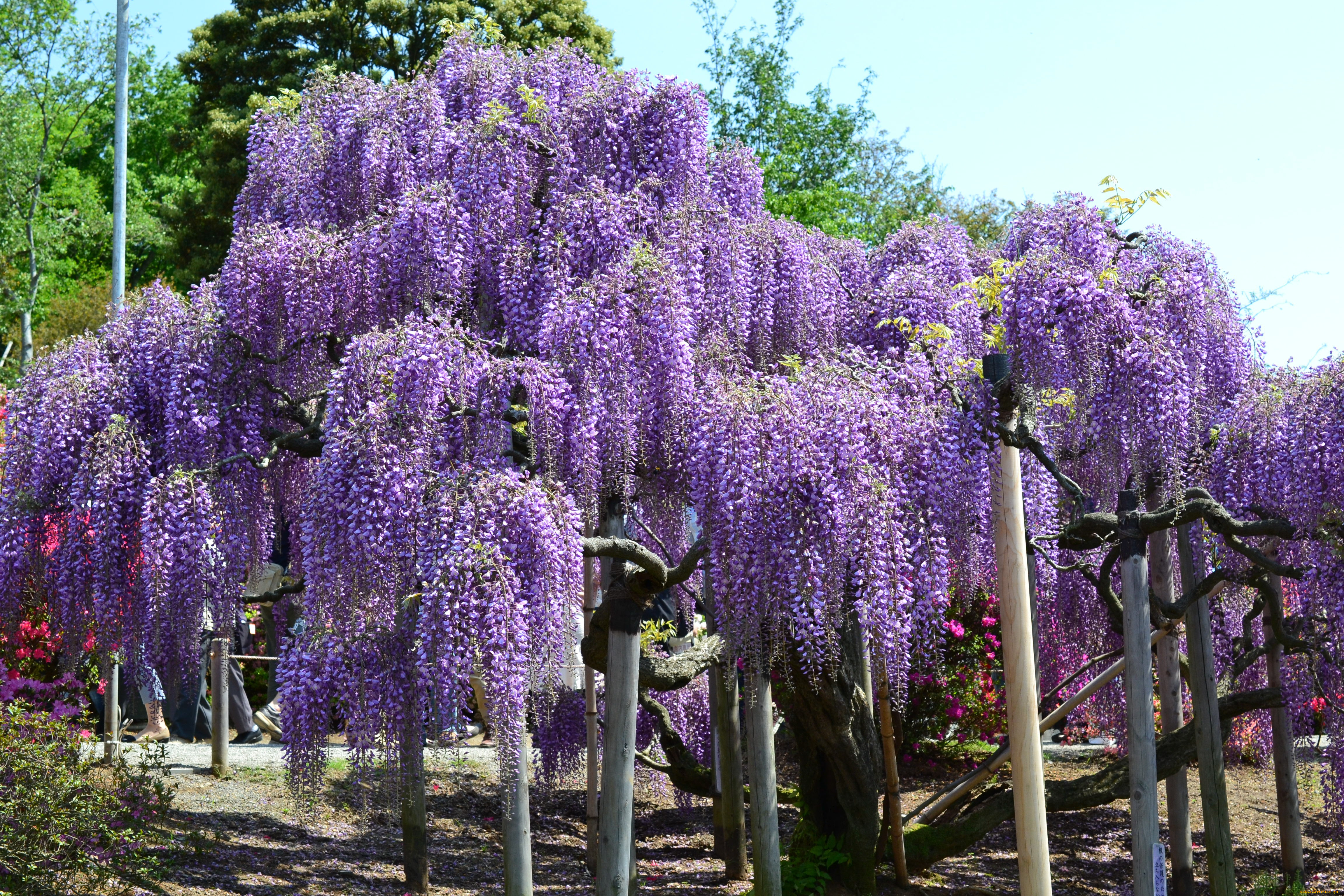 Цветок с фиолетовыми цветами название садовый фото