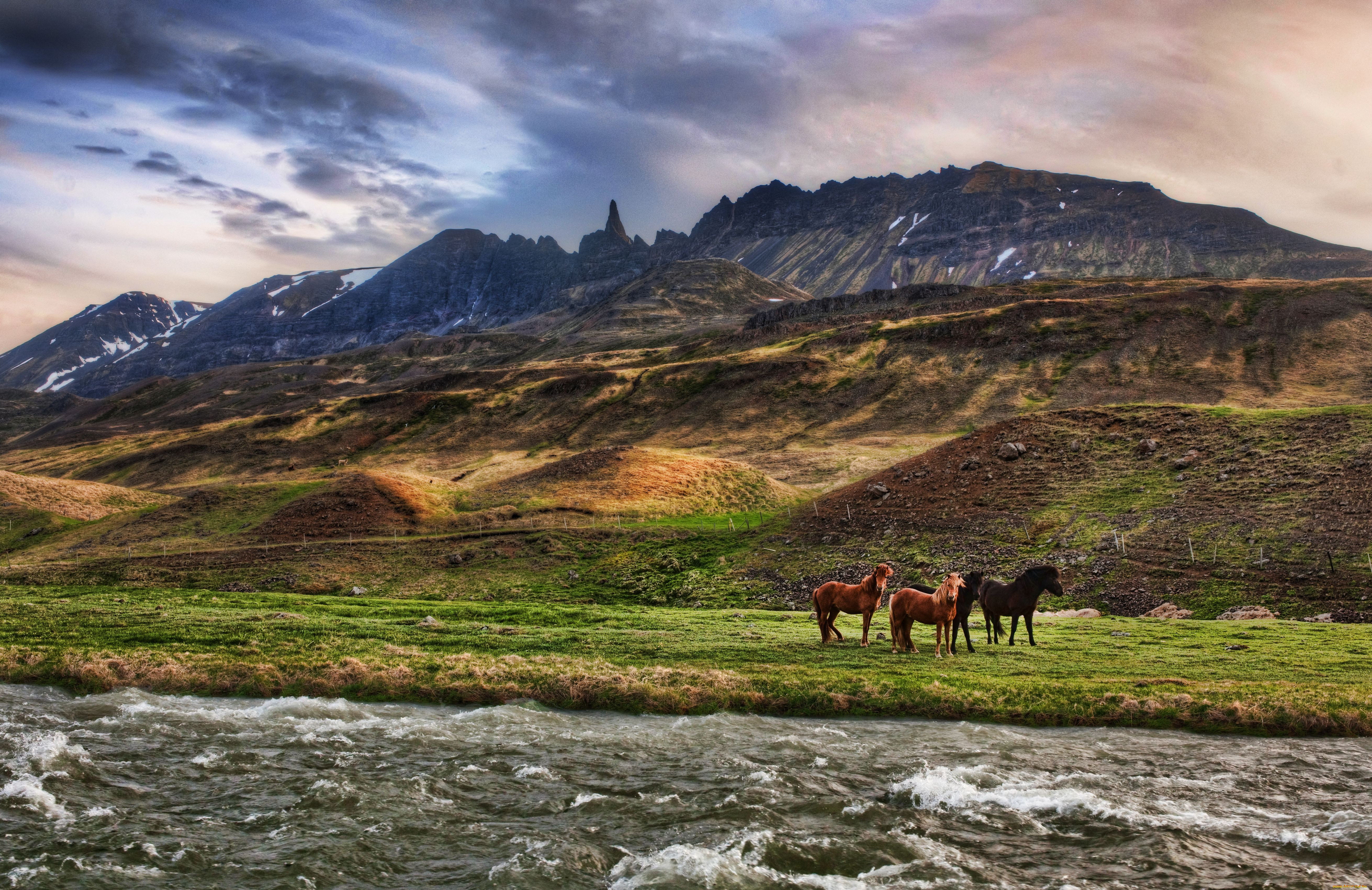 Лошади Пейзаж Фото