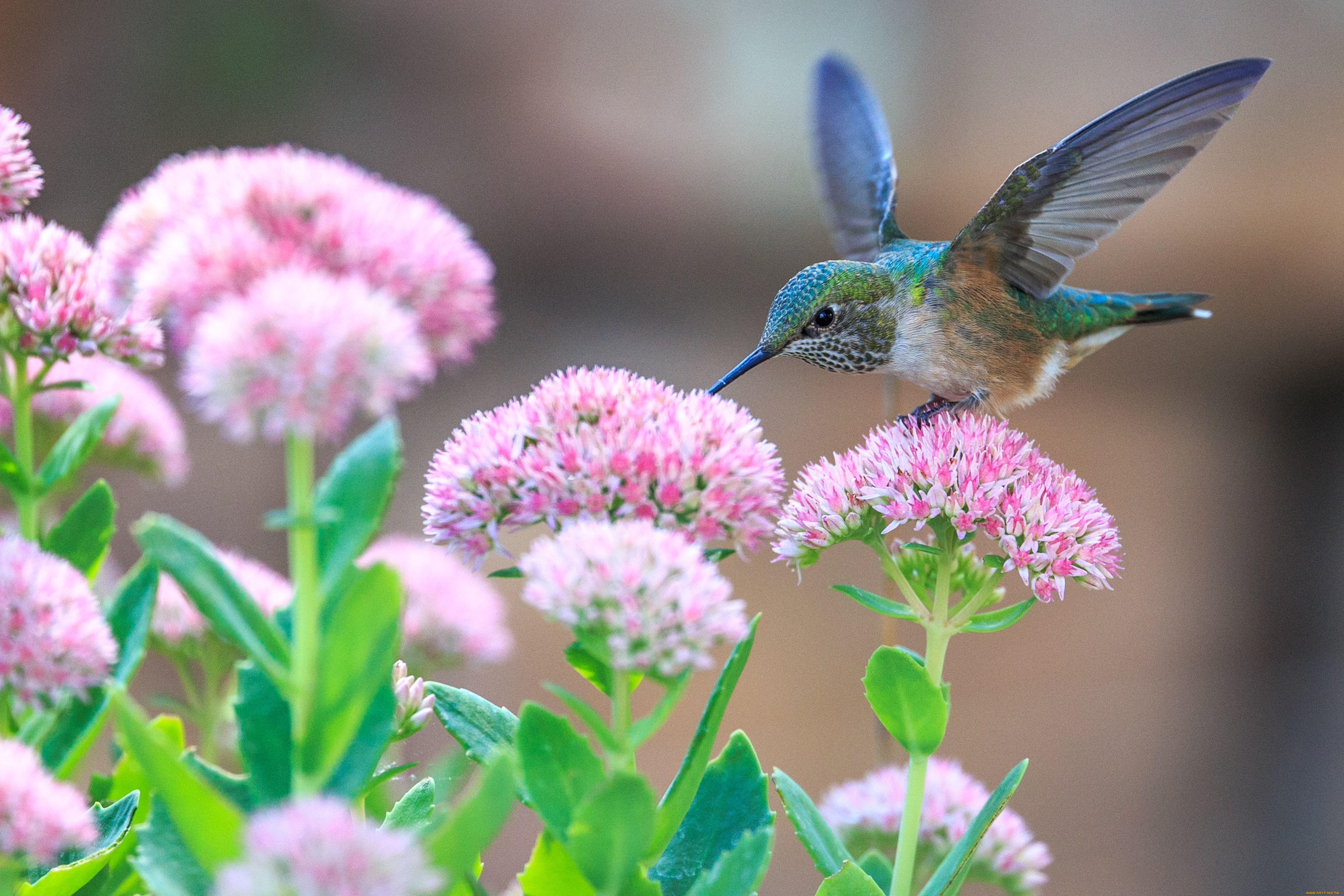 Птицы живущие в цветах. Колибри. Колибри опыляют растения. Красивые птицы. Цветы и птицы.