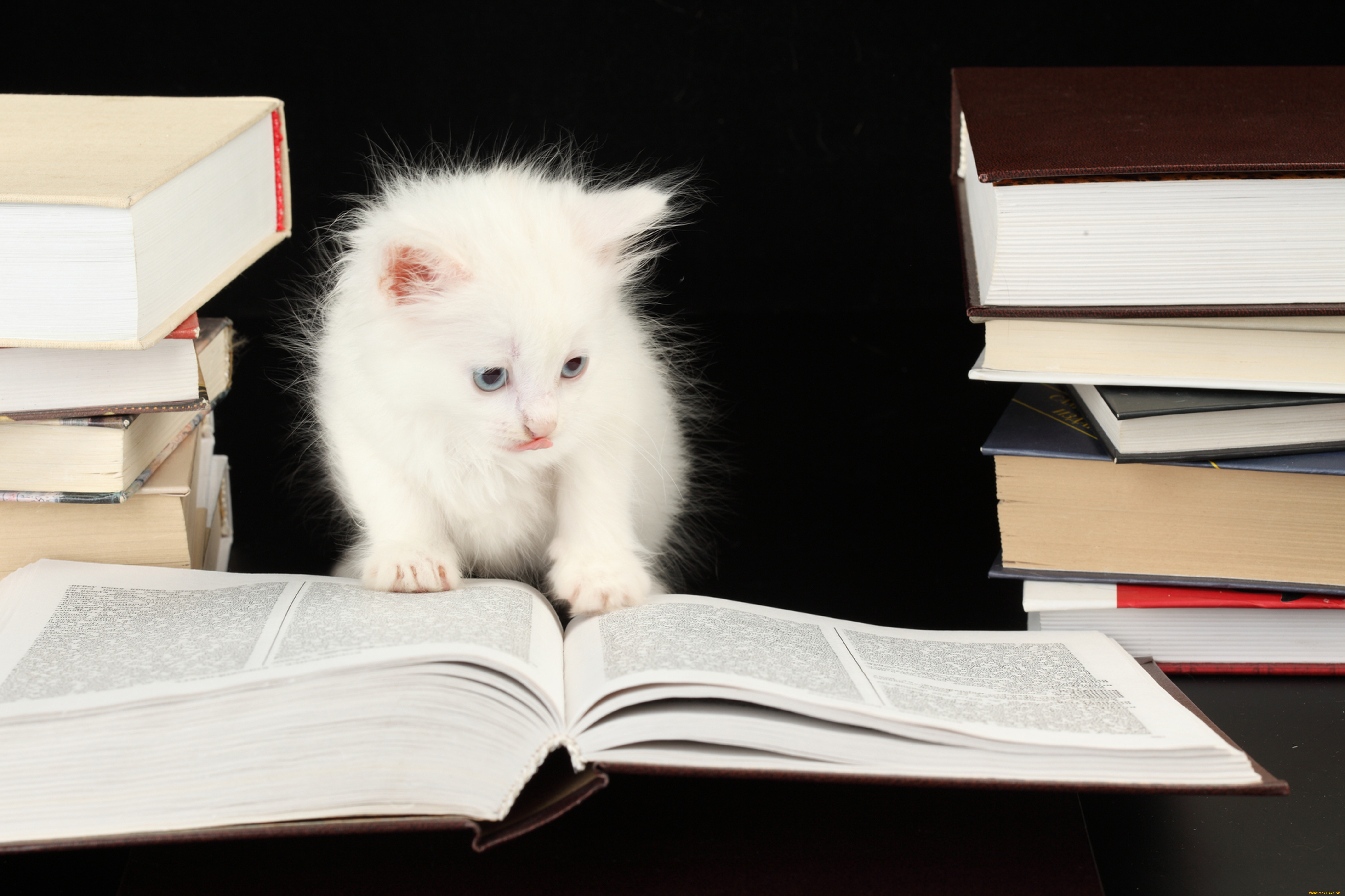 Читать кот 2. Умный кот. Кошка с книжкой. Котенок с книгой. Книга котик.