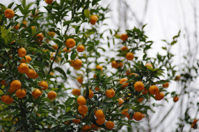      2048x1365 , , mandarins, leaves, , fruit, tree, , , 