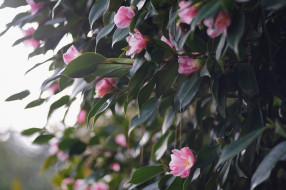 , , , , , flowering, bud, leaf, camellia, , , shrubs