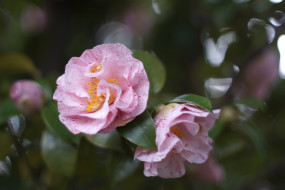, , , , flowering, bud, leaf, camellia, shrubs, , , 