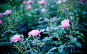цветы, розы, розовые, кусты, бутоны