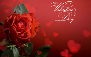 ,   ,  ,  , valentines, day, roses, heart, , 