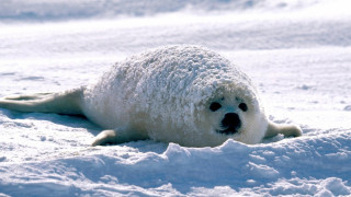 животные, тюлени,  морские львы,  морские котики, тюлень, детеныш, белек, лед, снег