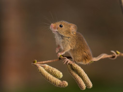 животные, крысы,  мыши, мышь-малютка, harvest, mouse, серёжки, ветка, грызун, мышка