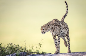 , , , , cheetah