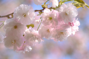 обои для рабочего стола 2048x1356 цветы, сакура,  вишня, весна, ветка, розовый, вишня