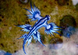 Blue angel обои для рабочего стола 1920x1368 blue angel, животные, морская фауна, океан, море, фауна, голожаберные, брюхоногий, моллюск, blue, angel