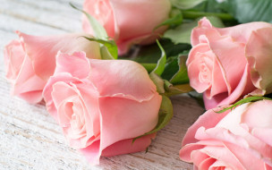      2880x1800 , , flowers, roses, pink