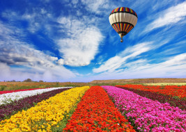 авиация, воздушные шары, природа, воздушный, шар, поле, цветы, небо, облака