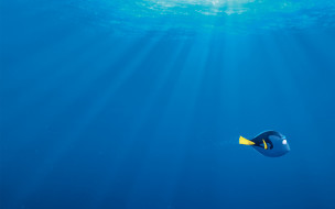      2880x1800 , finding dory, , , , finding, dory, , , , , , , 