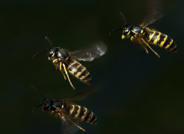 , ,  ,  , wasp