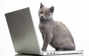      2880x1800 , , , laptops, cats, glance, 