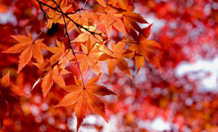 природа, листья, красные, осень, ветки, клен
