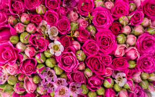      2880x1800 , , roses, flowers, pink