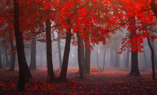      2048x1243 , , red, forest, , , fog, leaves, 