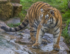 Amur Tiger     2048x1577 amur tiger, , , 