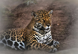Jaguar     2048x1420 jaguar, , , 