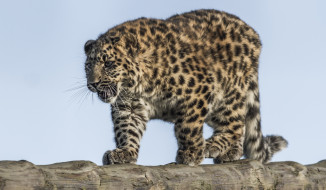 Amur Leopard     2048x1196 amur leopard, , , 
