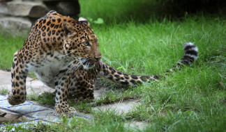 Leopard     2048x1204 leopard, , , 