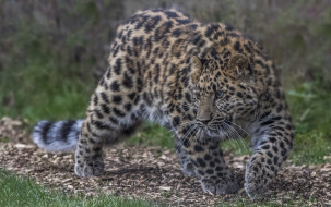 Amur Leopard     2048x1285 amur leopard, , , 