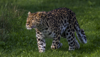 amur leopard, , , 