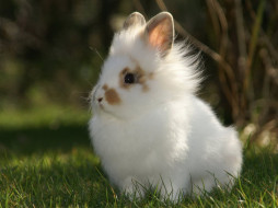 животные, кролики,  зайцы, трава, крольчонок
