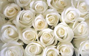 , , white, roses, 