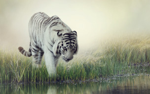      2880x1800 , , , white, tiger, , , , , , , 