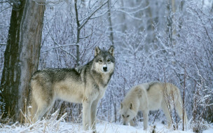 животные, волки,  койоты,  шакалы, зима, снег, лес, взгляд, пара, серые