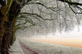 природа, зима, деревья, иней