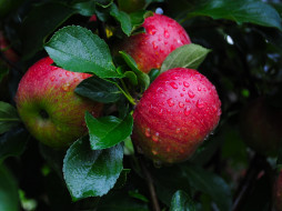  обои для рабочего стола 2048x1536 природа, плоды, яблоки
