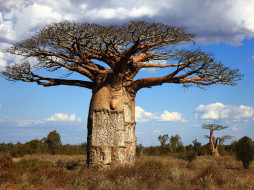      2560x1920 , , madagaskar, baobab