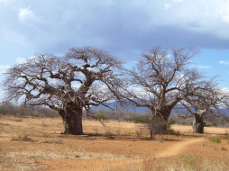      2576x1932 , , madagaskar, baobab
