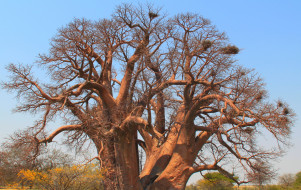      2560x1618 , , madagaskar, baobab