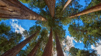 Giant sequoia     2152x1200 giant sequoia, , , , giant, sequoia, , , 